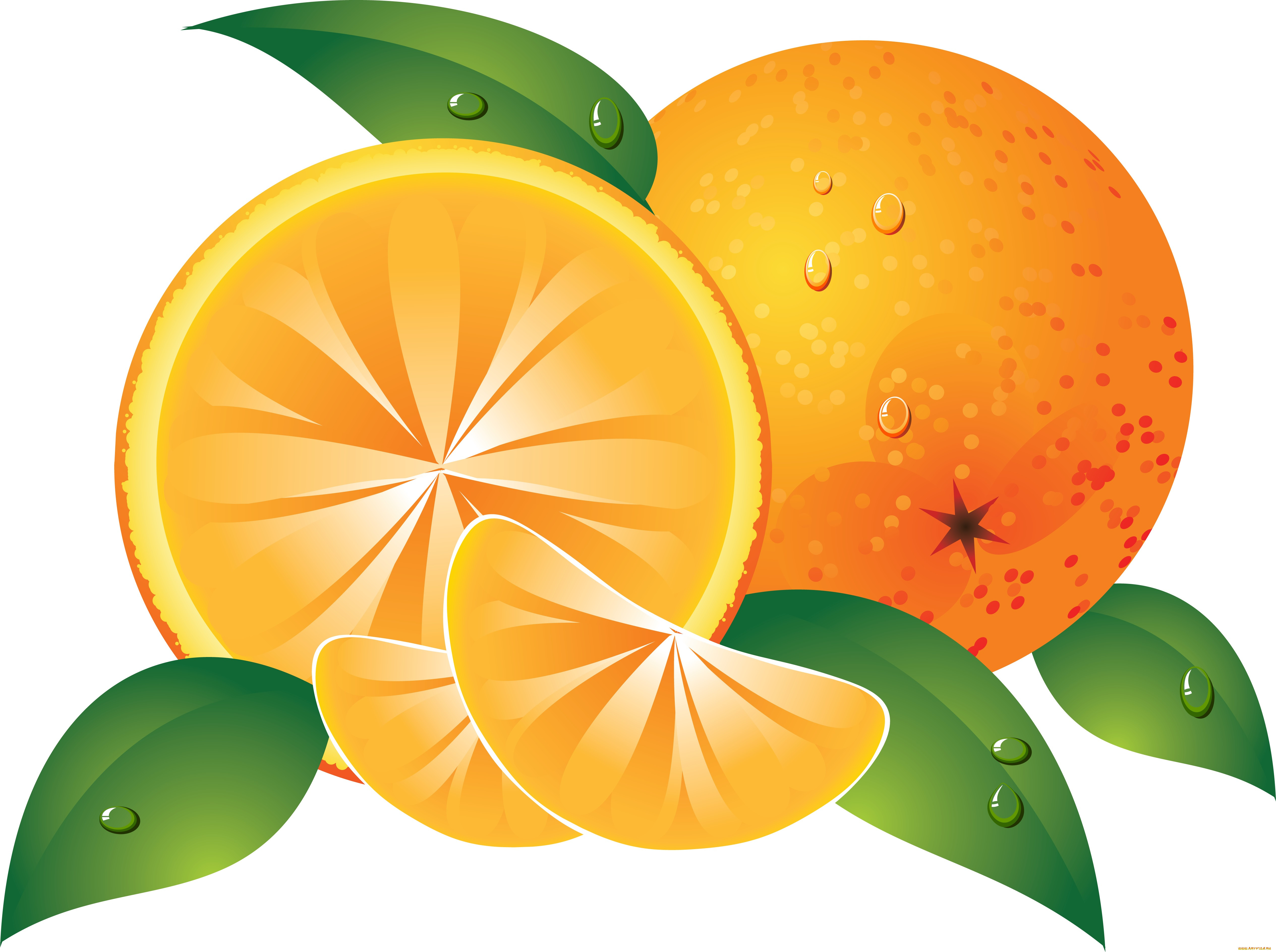 Мандарин графика. Апельсин рисунок. Апельсин на прозрачном фоне. Апельсин для детей. Апельсин на белом фоне.